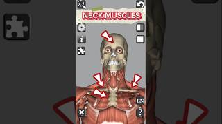 Anatomy • Muscles • Neck medical 3d anatomy head neck muscle shorts [upl. by Cello815]