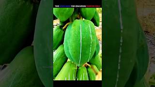 Why Are These Papaya Trees Being Cut Down 🌳  handcraft shortvideos farming [upl. by Edla709]