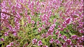 LE SERPOLET  THYM DES MONTAGNES  PLANTE MEDICINALE [upl. by Edwyna416]