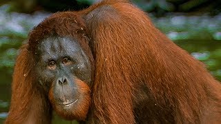 Hungry Orangutan Tries to Adjust to Living in the Wild  BBC Earth [upl. by Heng904]