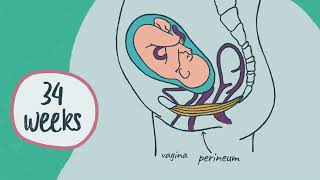 When to start and how to do perineal massage [upl. by Garvey946]