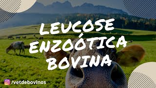 Leucose Enzoótica Bovina 009 [upl. by Niuqaoj]