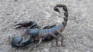 😱 Giant Black Scorpion  Wildlife Thailand 😨 [upl. by Llertram729]