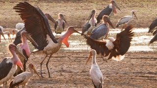 Marabou Stork VS Fish Eagle  Dynasties On Location  BBC Earth [upl. by Ancelin272]