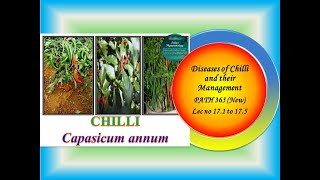 40 PATH 365 New Lec no 171 to 175 Diseases of ChilliFruit rotDamping off [upl. by Welker]