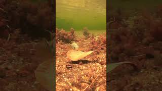 River of 5 Colors in Colombia do you know what this Male Aequidens is doing [upl. by Ttegirb]