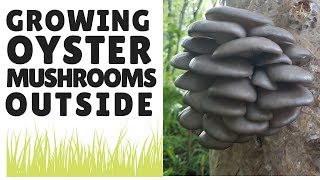 Growing Oyster Mushrooms Outside [upl. by Ronym]