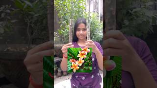 কাঠগোলাপ গাছের ডাল থেকে চারা বানানো সহজ।Rubra tricolor plumeria। shorts garden plants green [upl. by Rafael971]