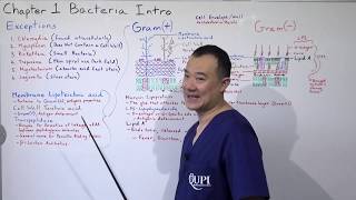 Cell Wall of Bacteria Infectious Disease Ch1 P3 [upl. by Yroffej]