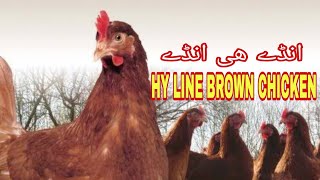 HYLINE BROWN CHICKEN  HYLINE BROWN HEN  BEST EGG LAYING BREED  BEST CHICKEN FOR EGGS IDEAS TIME [upl. by Adorne5]