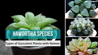 Haworthia Species  haworthia types of haworthia Succulent Plants with Names  haworthias [upl. by Ylerebmik485]