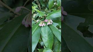 Ardisia humilisplants nature viralshort shorts [upl. by Maffei823]