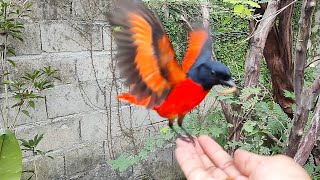 melepas burung mantenan jantan di dalam aviary mini 58 [upl. by Pelagia242]