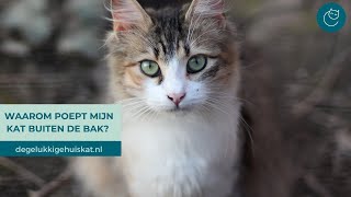 WAAROM POEPEN KATTEN SOMS BUITEN DE KATTENBAK  De gelukkige huiskat  Kattengedrag [upl. by Yatnohs275]