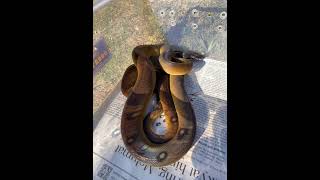 Sanca coklat Bothrochilus albertisii Python Reupload [upl. by Ariajay925]