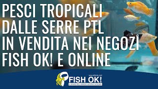 la vendita dei Pesci Acquario tropicali in vendita nei negozi Fish Ok e online [upl. by Rexanna]