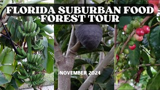 November Food Forest Tour  Florida Suburban Garden [upl. by Aniar509]