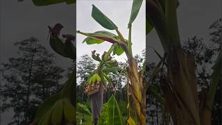 Plantain Banana Tree Fruiting Update Day 16 amp 17 🌱🍌  Watch the Growth Progress [upl. by Anilorac23]