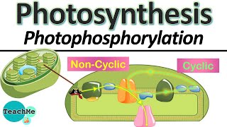 83  Cyclic amp Non Cyclic Photophosphorylation  IB Biology  TeachMe [upl. by Bollen]