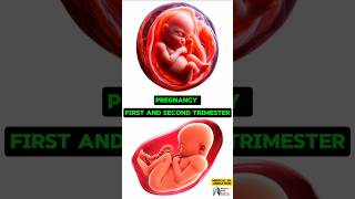 Pregnancy First and Second Trimester media animation 3d short BiologywithAliya [upl. by Sydelle41]