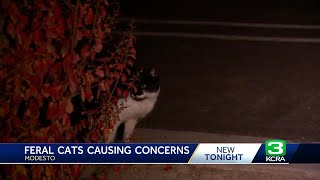 Feral cats causing major concerns across Modesto [upl. by Brine191]