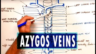 ANATOMY  Azygos Venous System [upl. by Runkle]