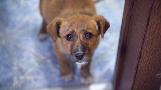 Abandoned Puppy Followed Us Home And We Let Him In [upl. by Newsom755]