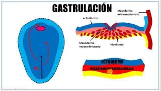 Tercera semana de desarrollo embrionario [upl. by Derrick865]