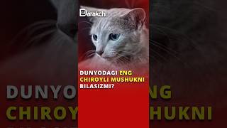 Dunyodagi eng chiroyli mushukni bilasizmi [upl. by Aicire698]