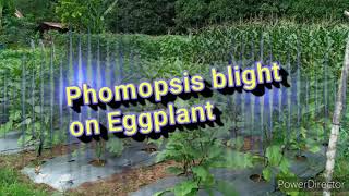 phomopsis blight on eggplant [upl. by Hairahcaz554]