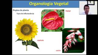 Organologia Vegetal Flor semente e Fruto [upl. by Alfred]