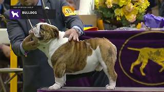 Bulldog part 1  Breed Judging 2019 [upl. by Nailluj140]