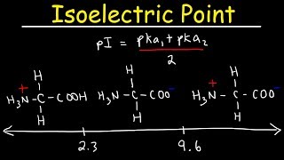 How To Calculate The Isoelectric Point of Amino Acids and Zwitterions [upl. by Shargel]