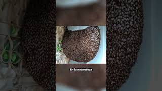 ¿Por Qué Las Abejas Crean Patrones [upl. by Esirehc]