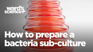 How to Prepare a Bacteria SubCulture [upl. by Woodford]