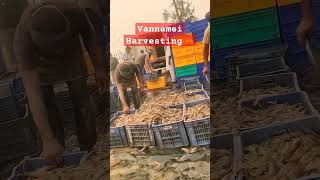 Harvesting vannamei jhinga shrimp [upl. by Brezin]