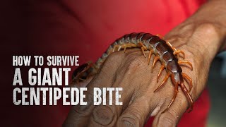 How to Survive a Giant Centipede Bite [upl. by Etyak]