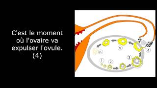 L OVULATION les signes son calcul et les aides existantes [upl. by Jacobs]