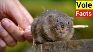 Facts About Vole [upl. by Lonna]