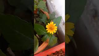 My garden baby sun flower [upl. by Sesiom]