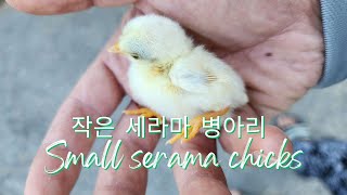 작은 세라마 병아리 Small serama chicks [upl. by Yvonner]