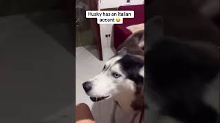 Husky has an Italian accent 😱 dog speaking melissabtv gotpermissiontopost [upl. by Nohsauq]