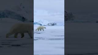 Polar bear hunting seal caught on camera shorts short [upl. by Barnie493]