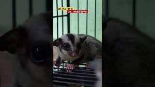 Exotic pet animal in tamil [upl. by Aileduab646]