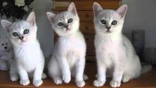 Burmilla Kittens  Collection Of Cat Pictures [upl. by Nauqad]