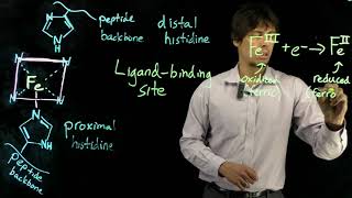 Topic 66  The myoglobin binding site [upl. by Zilber]