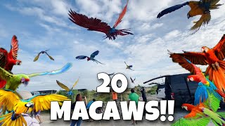 20 MACAWS FREEFLIGHT 3 MILLIONS PESOS NA SA ERE 😱 [upl. by Bellis]