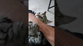 I want to put it in my mouth 😸 trendingonshorts cat catvideos [upl. by Elianore315]