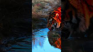 OLED Demo Hdr 120fps Big Cats FULL VIDEO on channel [upl. by Bendix]