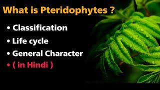 What is pteridophytes   classification  life cycle  general characters  in Hindi [upl. by Elyagiba565]